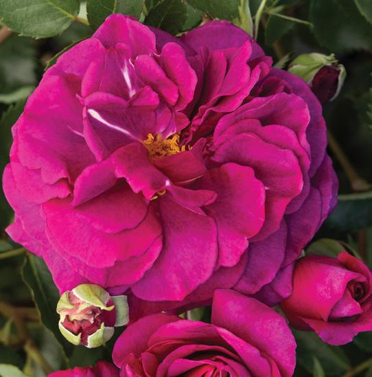 Monrovia rose guide by monroviaplants
