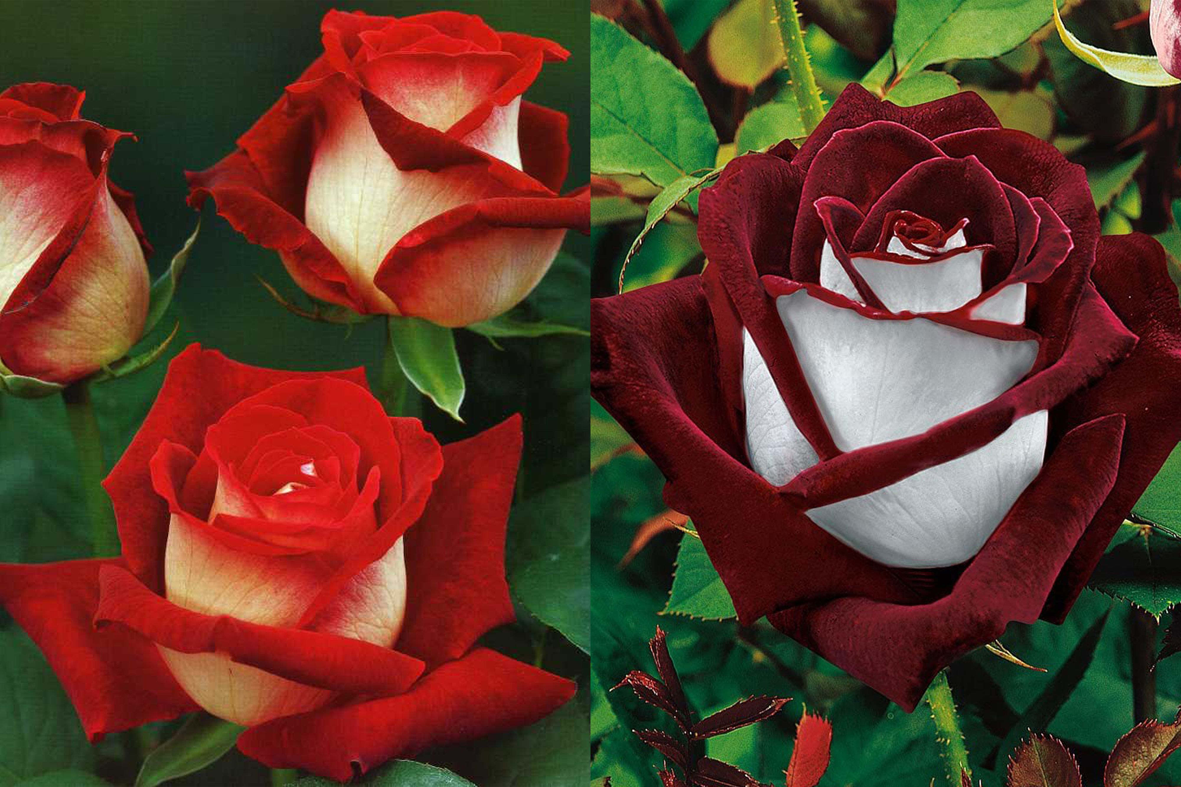What is an osiria rose plus how to grow this stunning flower
