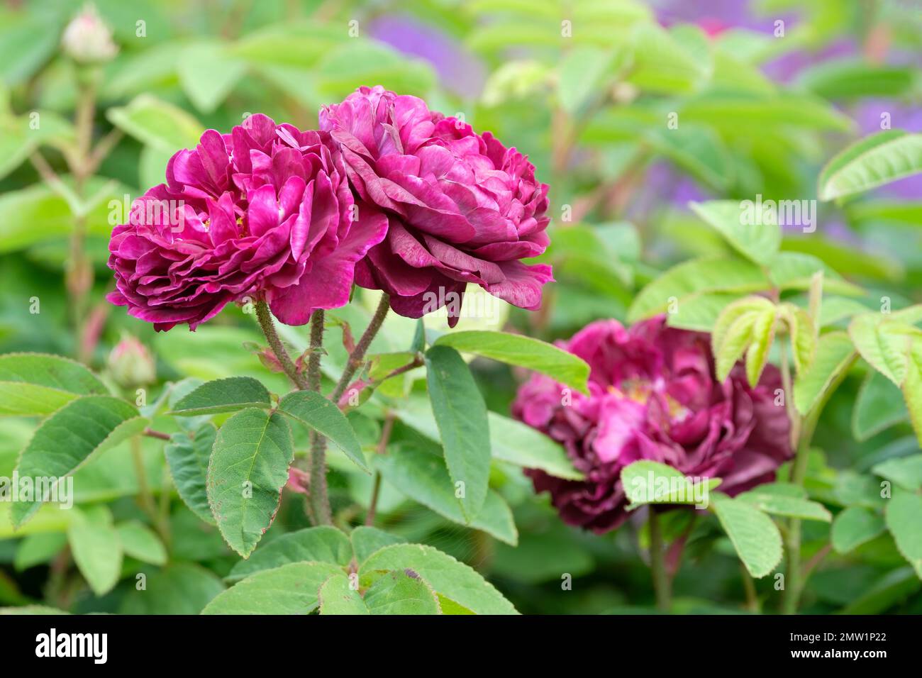 Rosa tuscany superb hi
