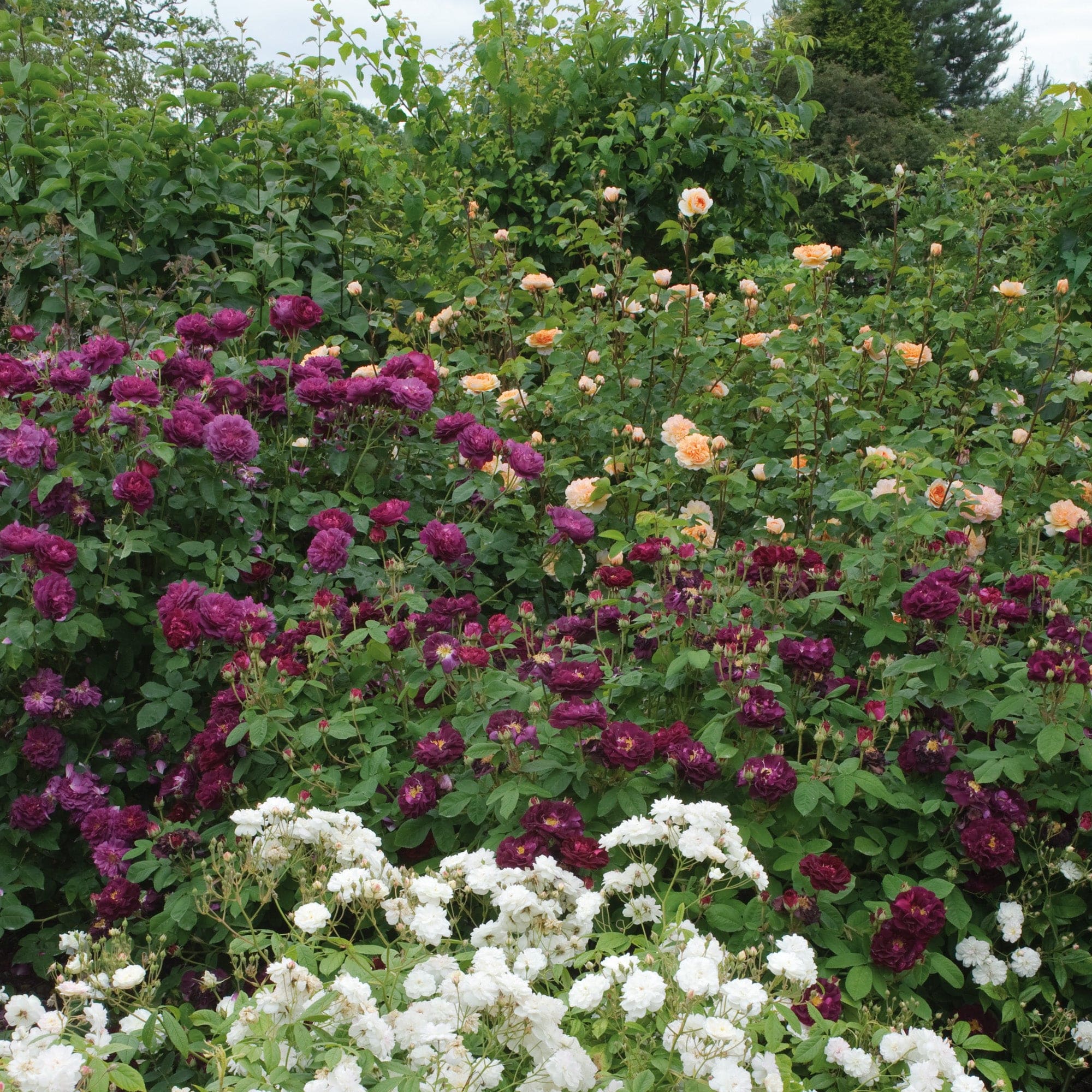 Tuscany superb old rose david austin roses