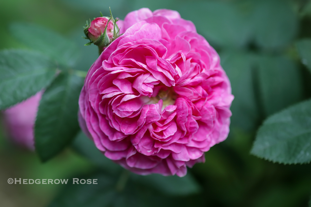 Our former garden a collection of gallica roses â hedgerow rose