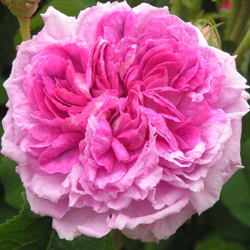 Tuscany superb trevor white roses buy from specialists in old roses