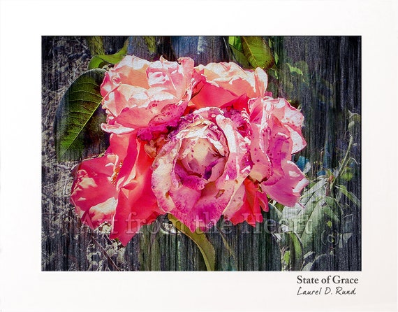 State of grace pink rose vineyard tuscany vineyard art lovers print housewarming gift botanical art