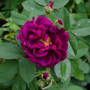Types of roses â hedgerow rose