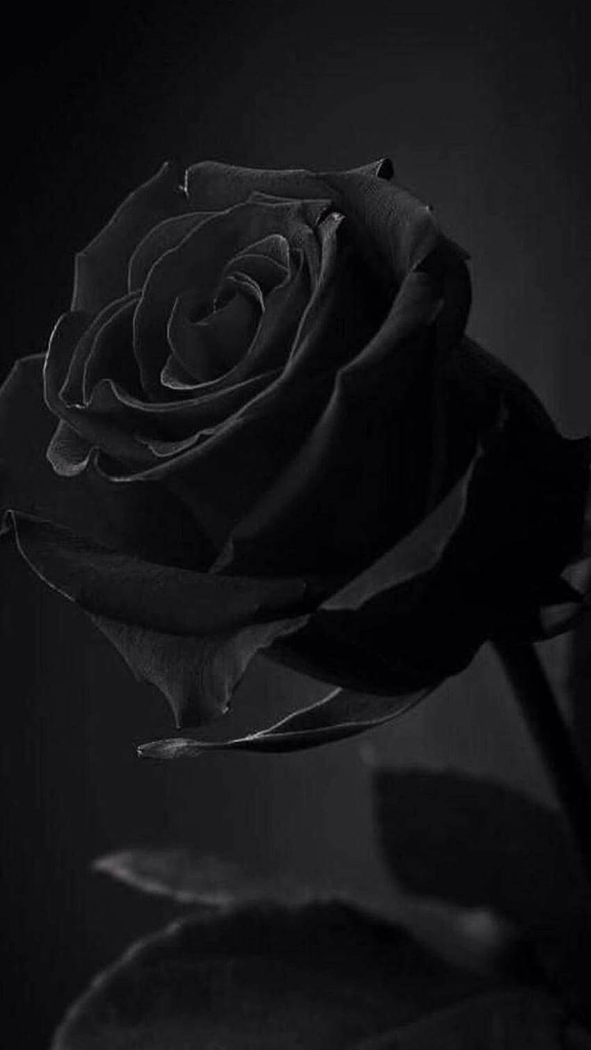 Download tuscany superb black rose iphone wallpaper