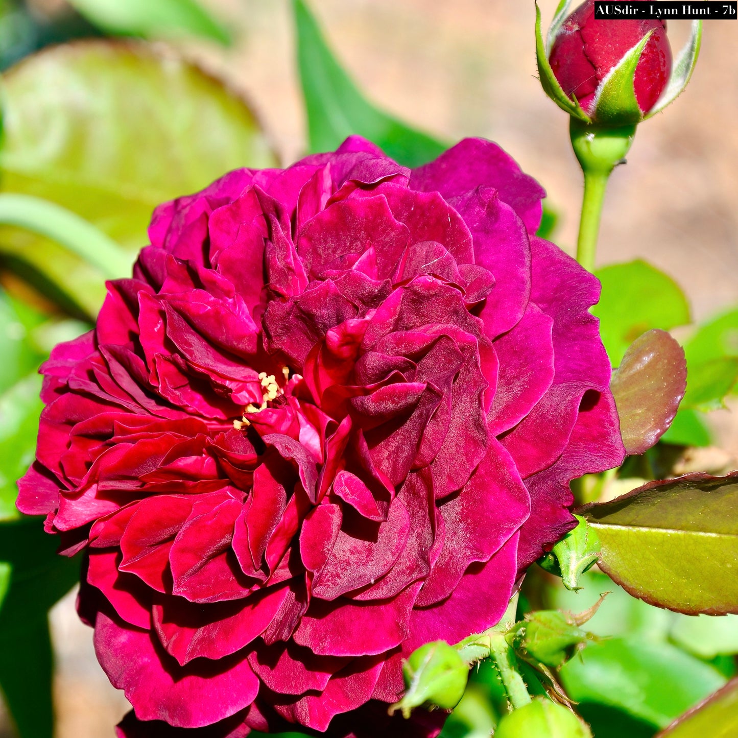 Ausdir â garden roses llc