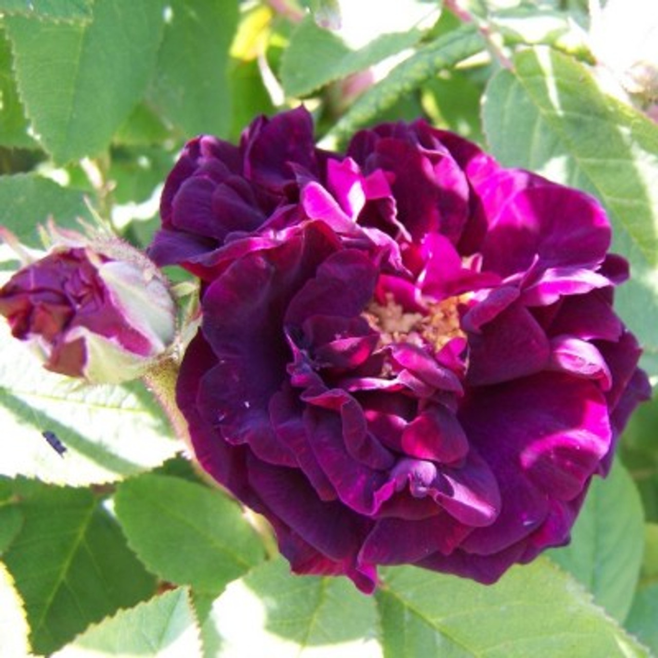 Rosa tuscany superb