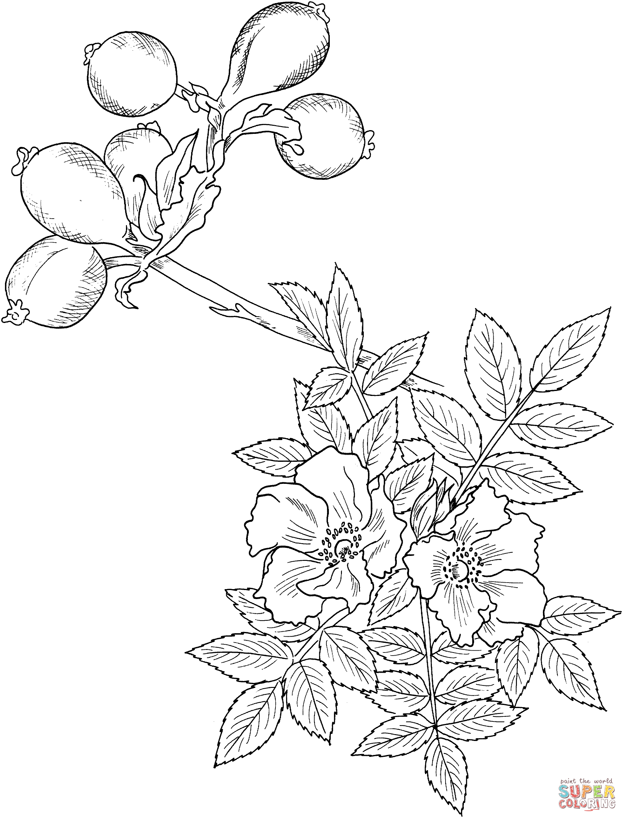 Wild rose coloring page