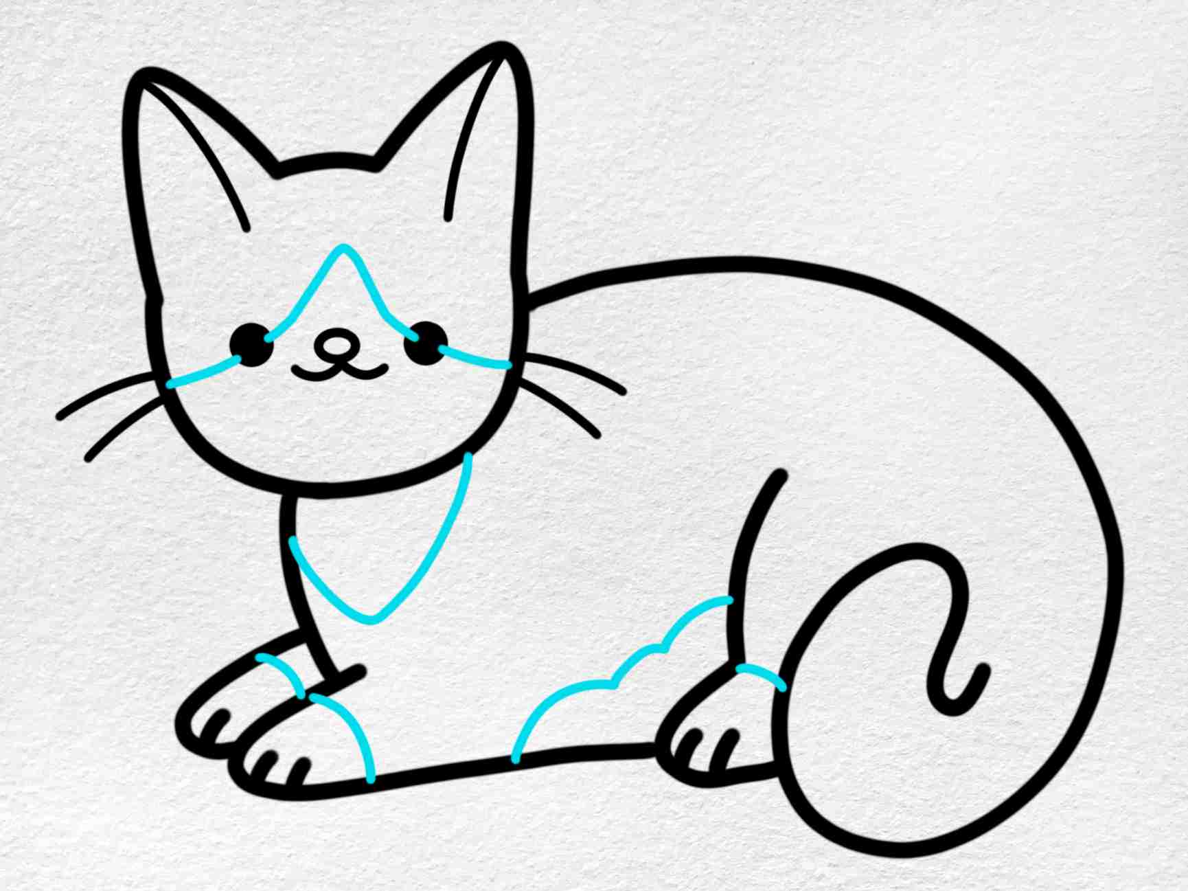 Tuxedo cat drawing