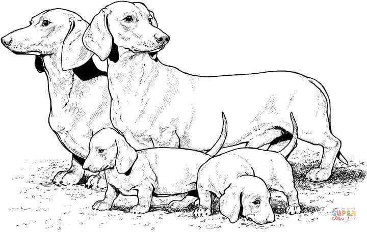 Dachshund with puppies coloring page free printable coloring pages