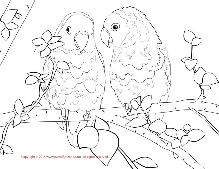 Lovebird loring page bird loring pages love loring pages loring pages