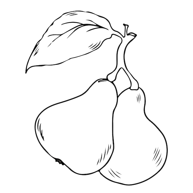 Premium vector two pears on a stem sketch black outline on white background