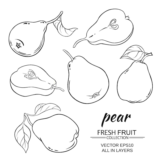 Pear coloring pages vectors illustrations for free download