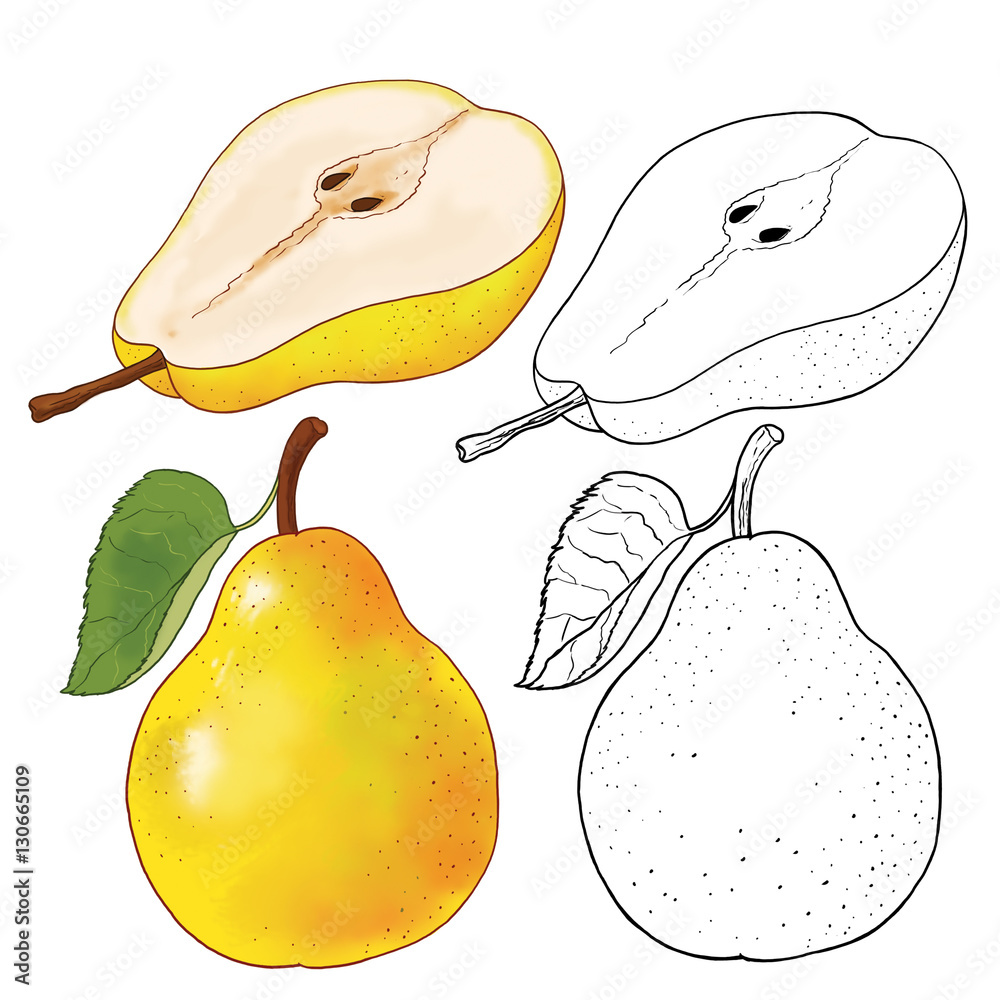 Fruits coloring page pear illustration for children illustration