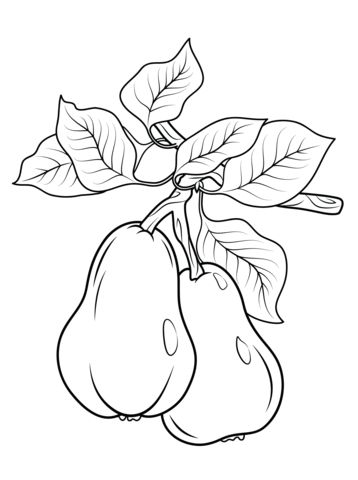 Two pears on branch coloring page fruit coloring pages coloring pages flower drawing