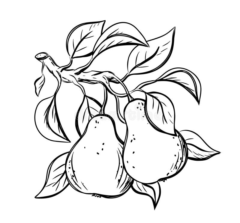 Two pears stock illustrations â two pears stock illustrations vectors clipart