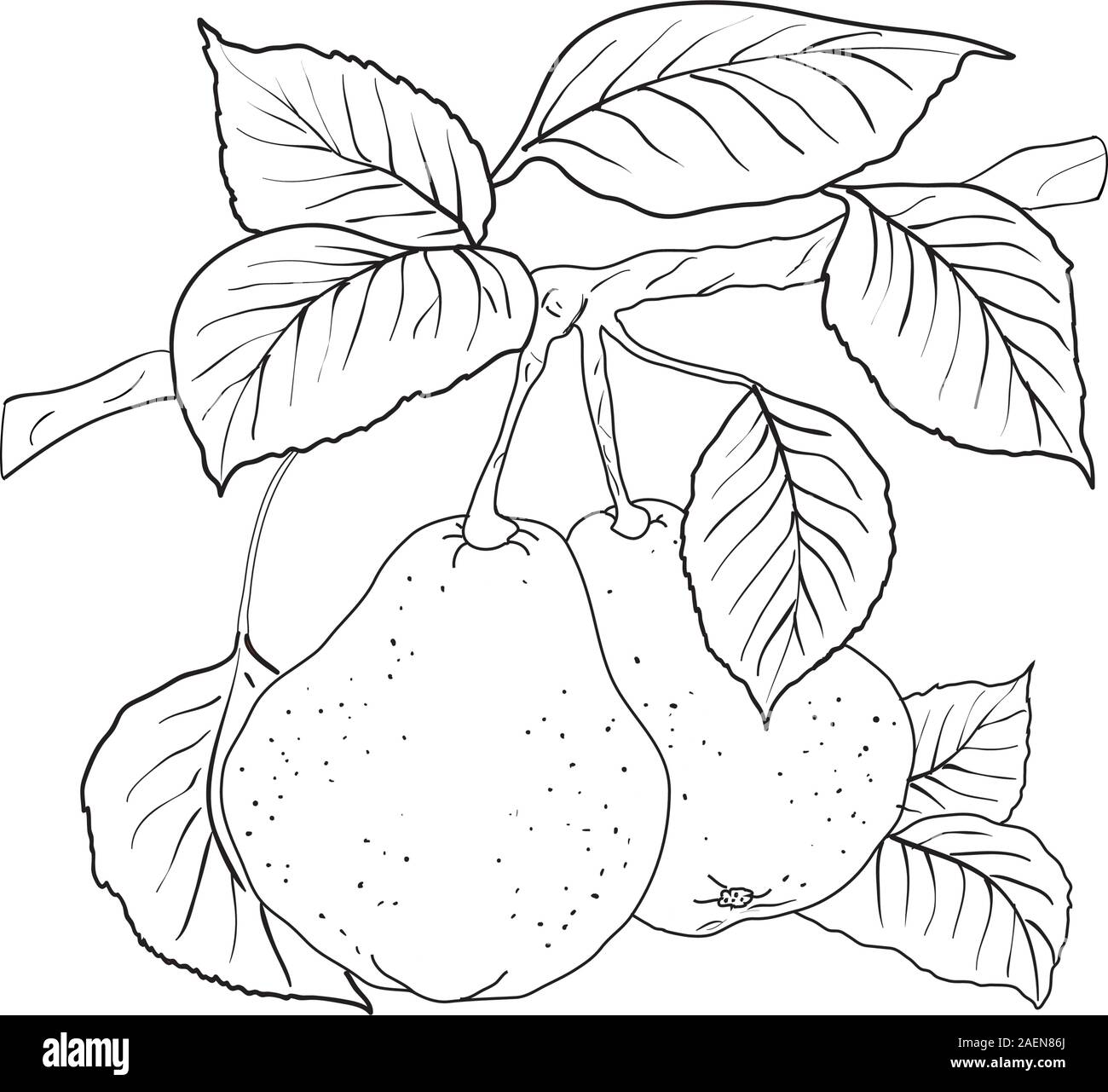 Two pears vector vectors hi