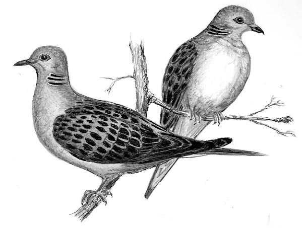 Two turtle doves bird watchers general store