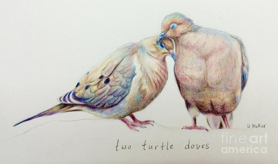 Two turtle doves drawing by harriet muller