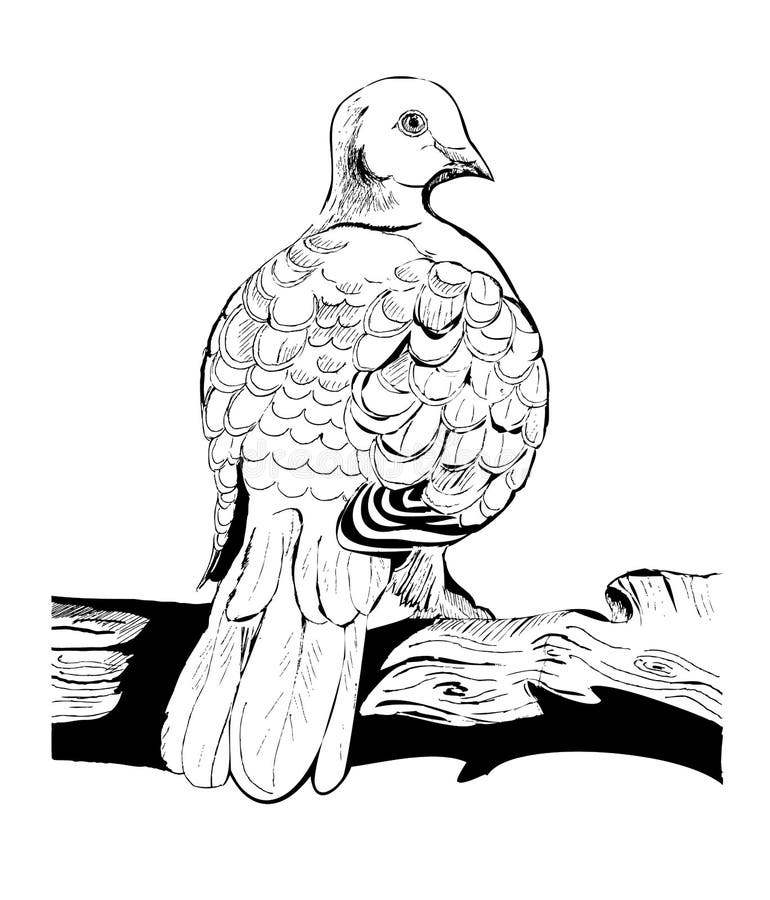 Turtle dove stock illustrations â turtle dove stock illustrations vectors clipart