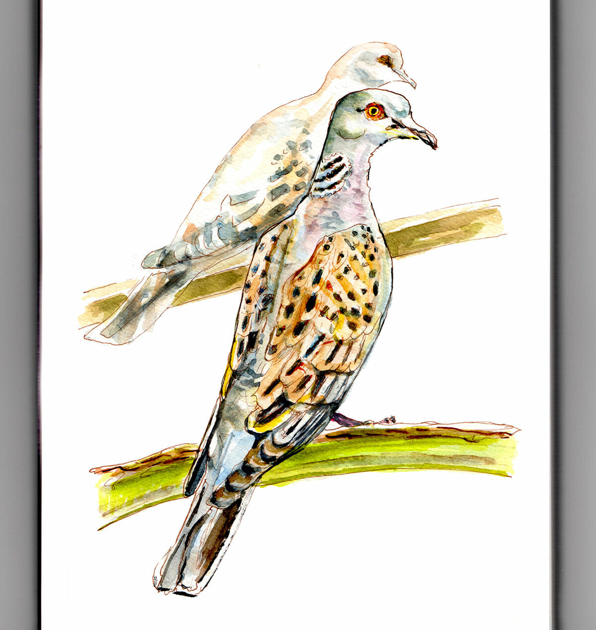 Two turtle doves