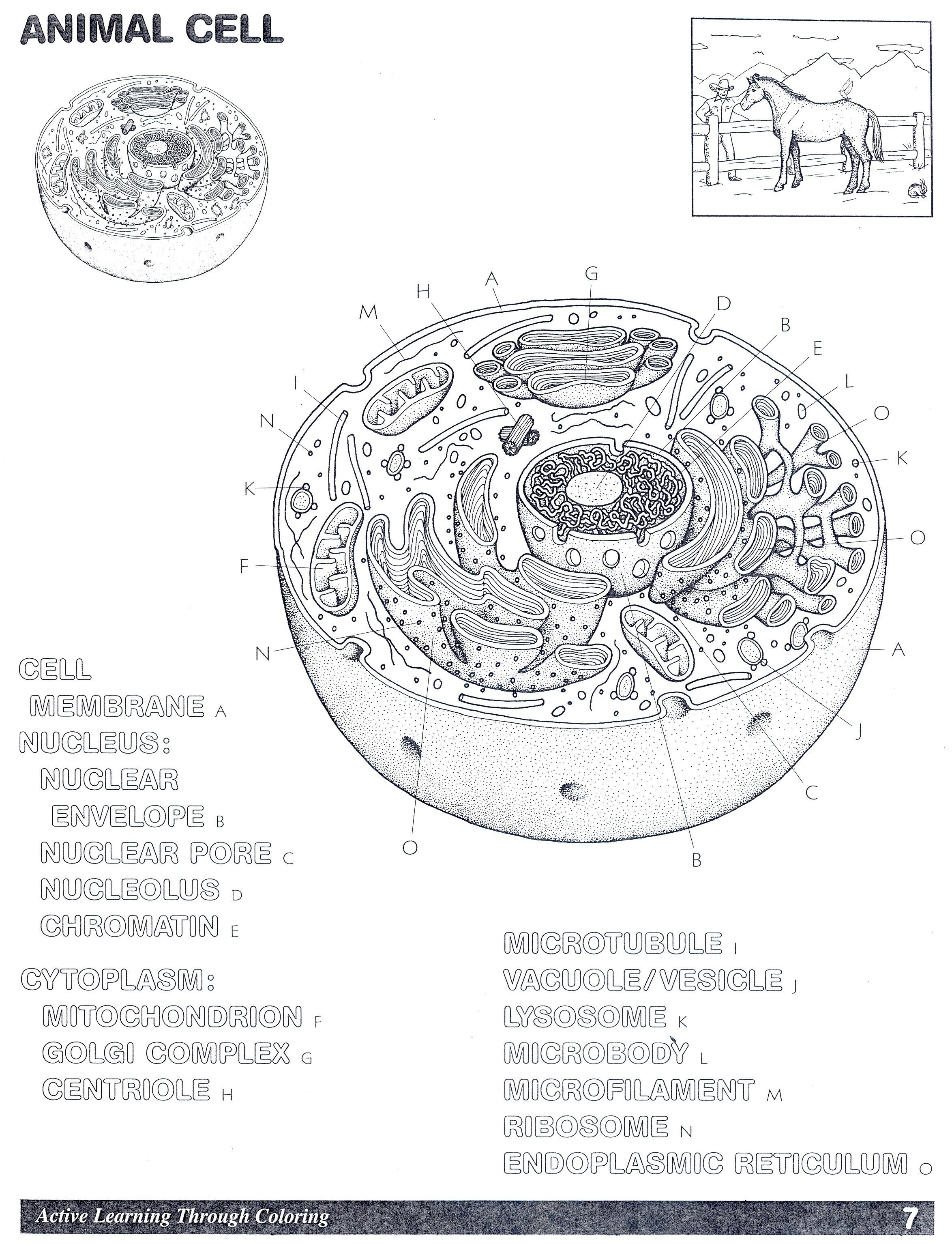 Animal cell coloring