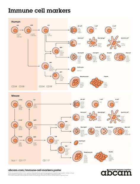 Immune cell markers poster