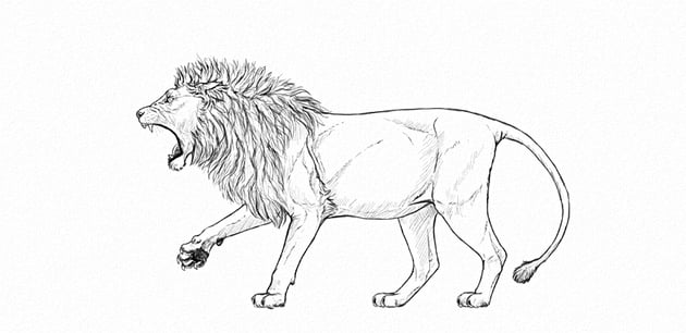 How to draw a roaring lion step by step envato tuts