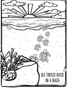 Ð free printable ocean coloring pages