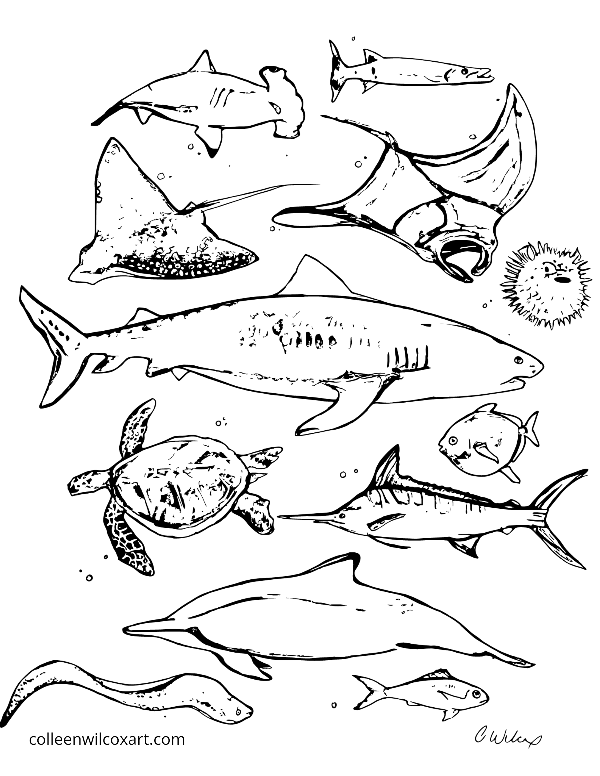 Coloring page undersea animal art colleen wilcox art