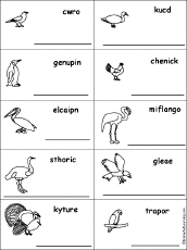 Animal