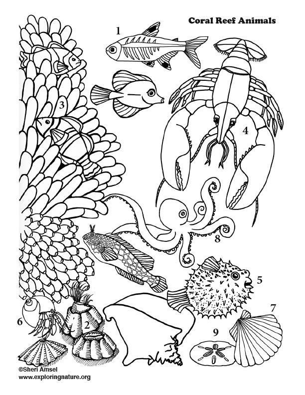 Ocean animals