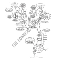 Urinary system coloring book the ical anatomist shop