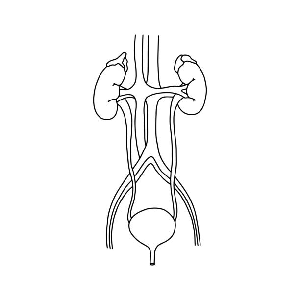 Excretory system stock photos pictures royalty