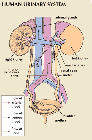 Urinary system