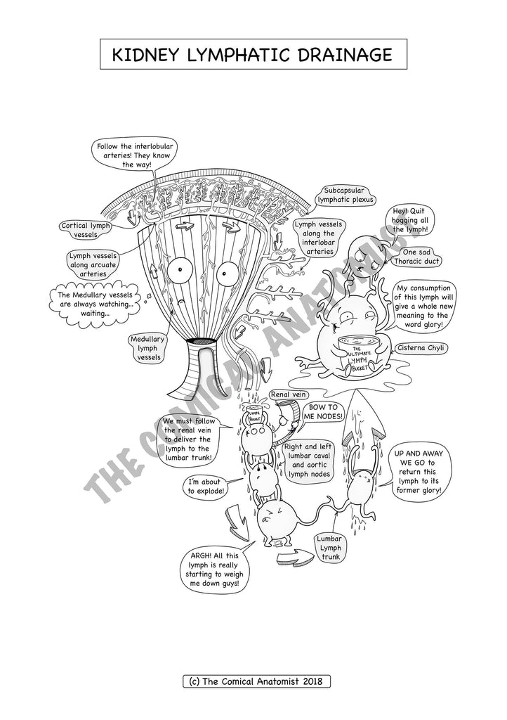 Urinary system coloring book the ical anatomist shop