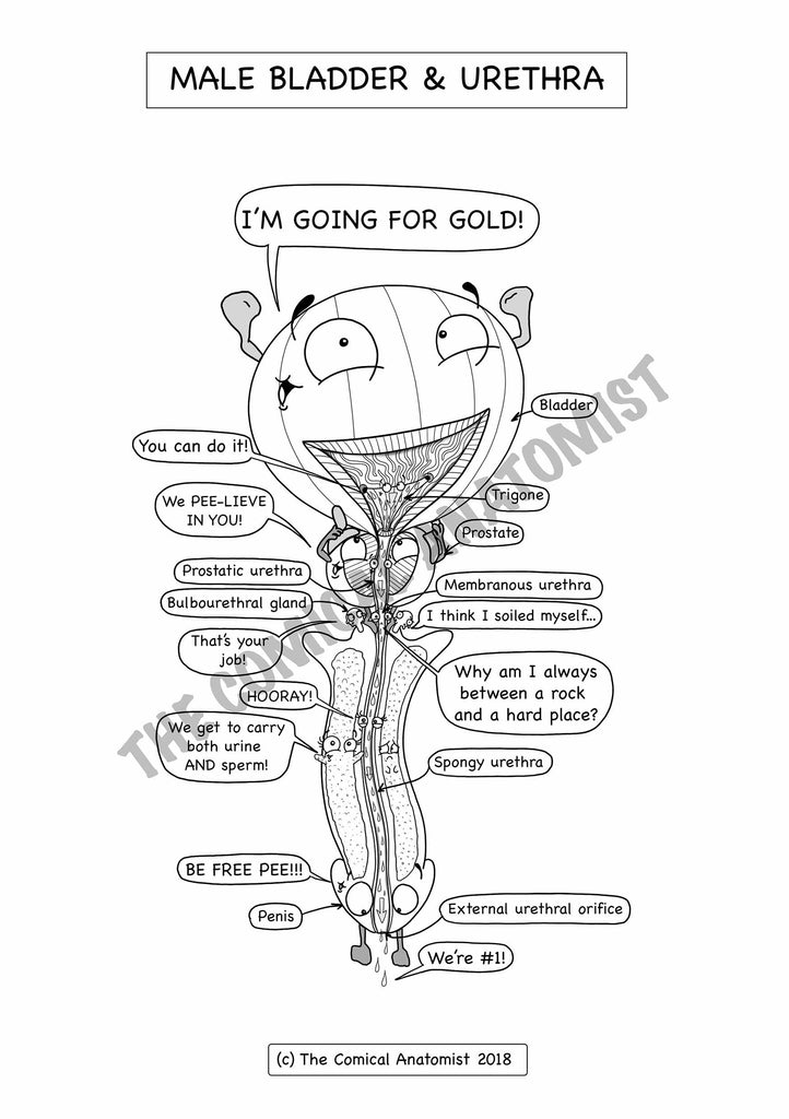 Urinary system coloring book the ical anatomist shop