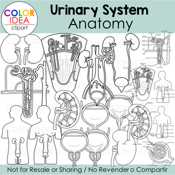 Urinary system
