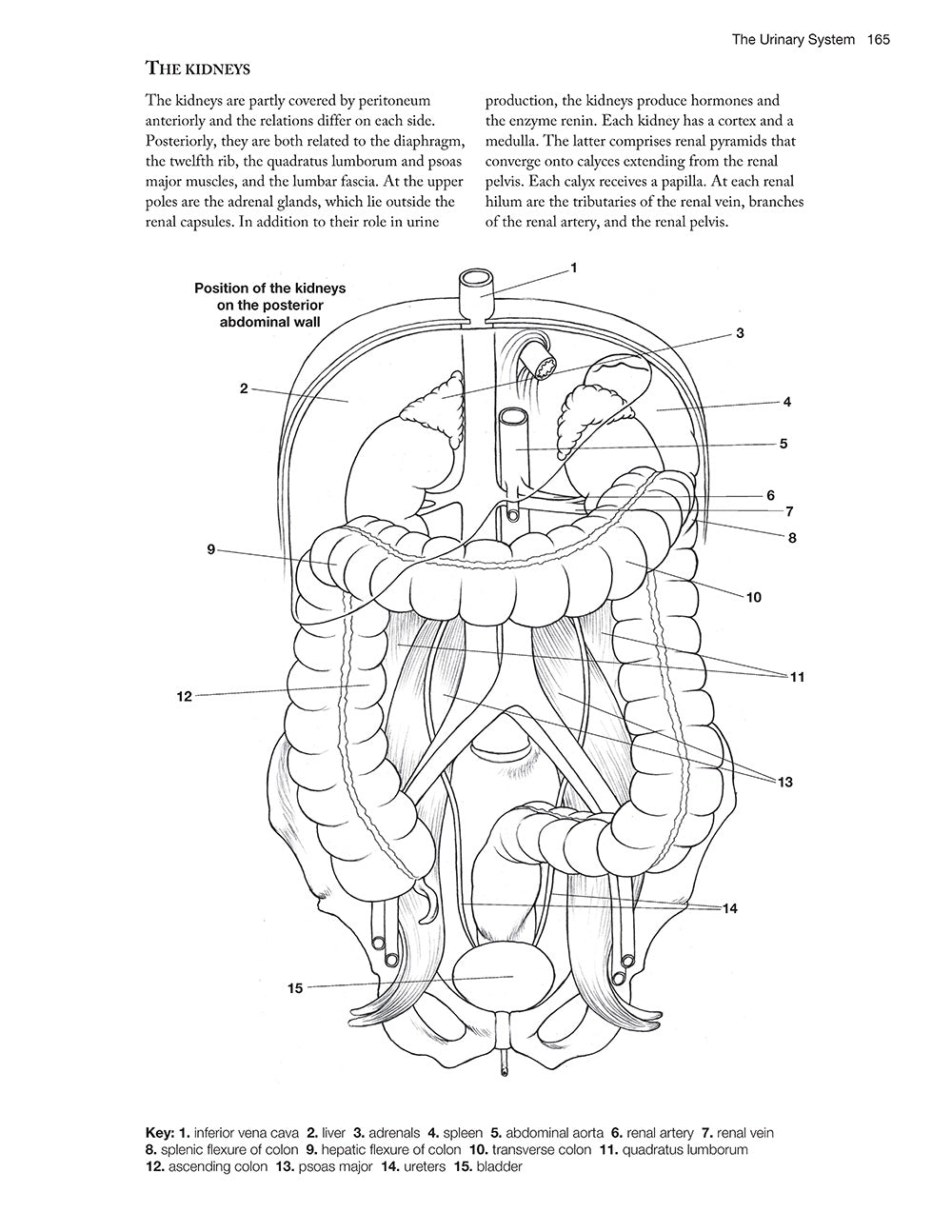 Plete anatomy coloring book newly revised and updated edition â fox chapel publishing co