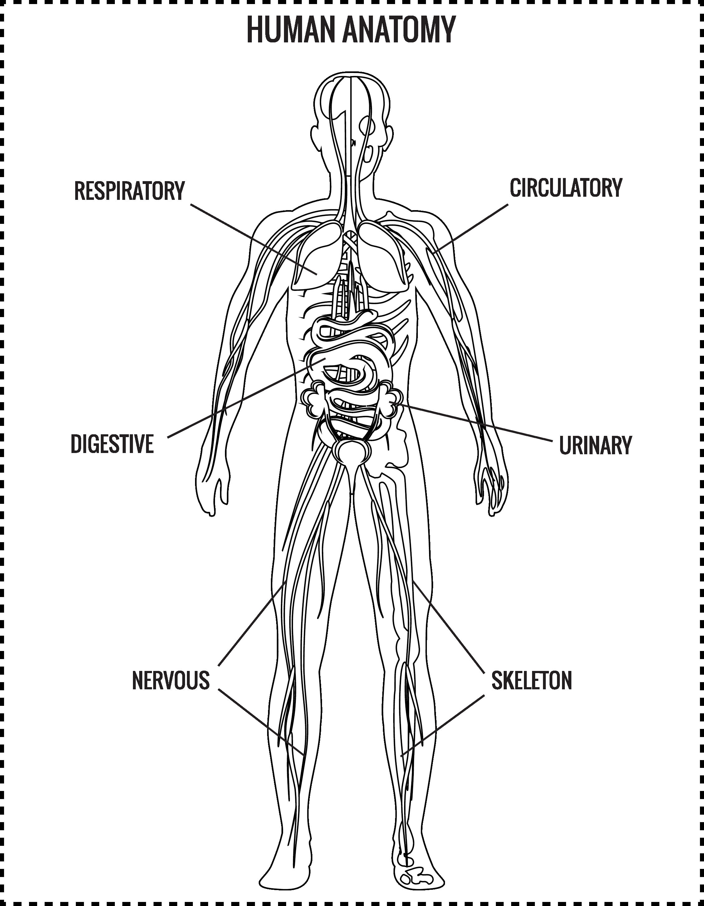 Human anatomy coloring pages