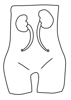 Kidney and bladder vectors clipart illustrations for free download