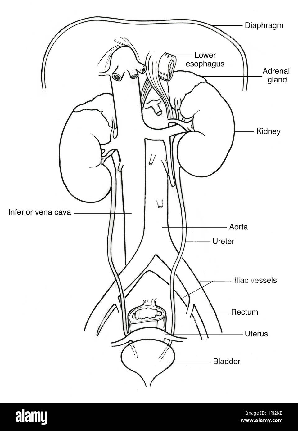 Urinary system drawing hi