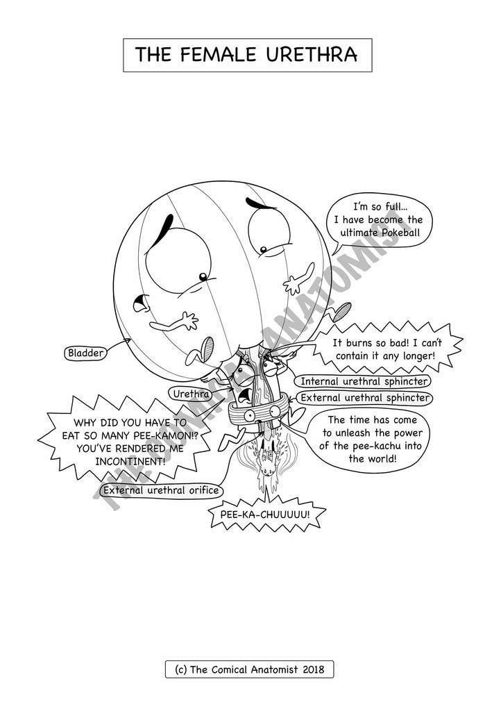 Urinary system coloring book the ical anatomist shop