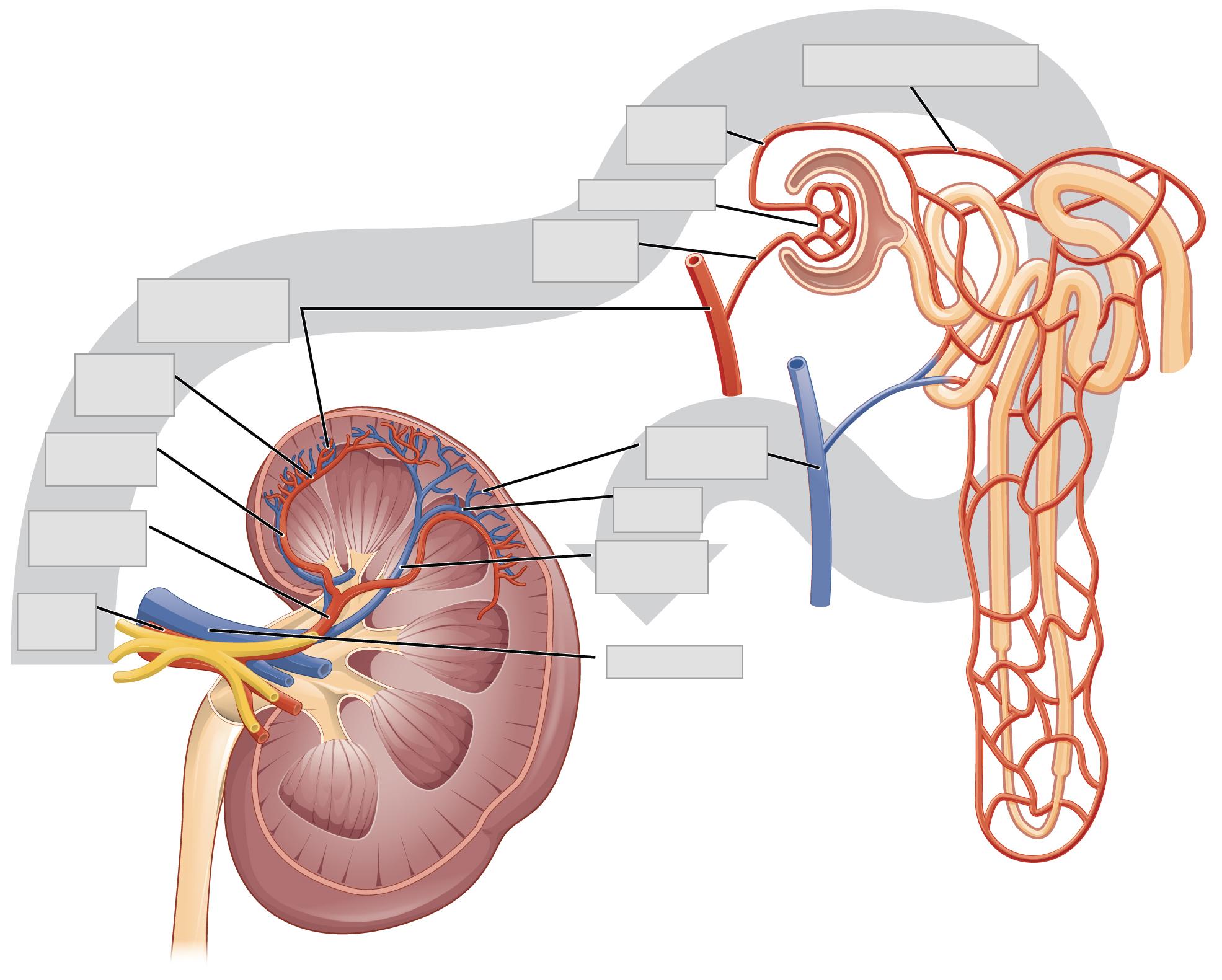 Chapter the urinary system â anatomy and physiology laboratory manual for nursing and allied health