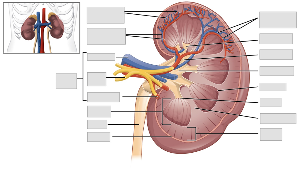 Chapter the urinary system â anatomy and physiology laboratory manual for nursing and allied health