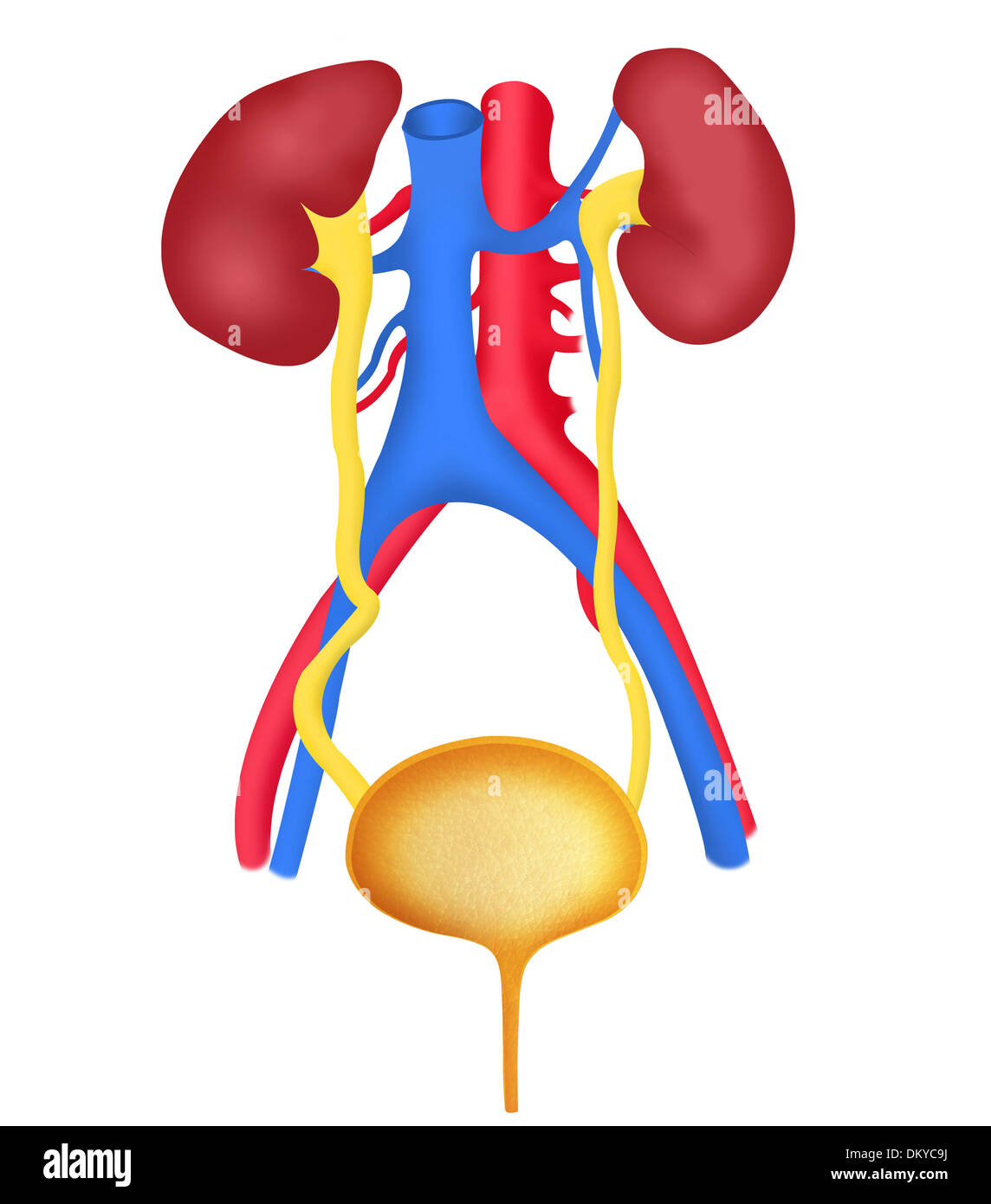 Urinary system drawing hi
