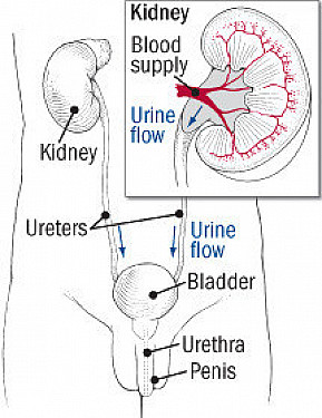 Red brown green urine colors and what they might mean