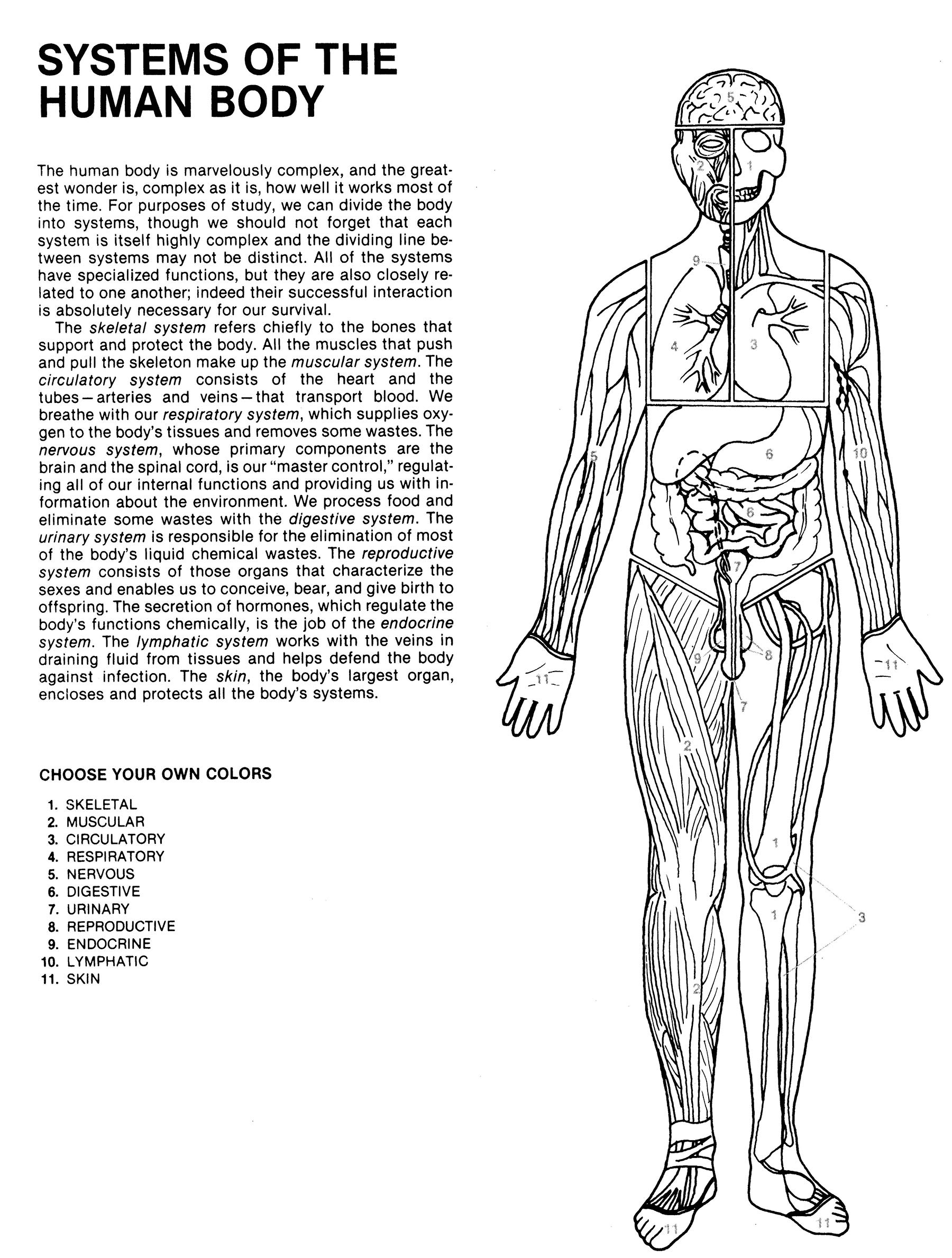 Human anatomy coloring book