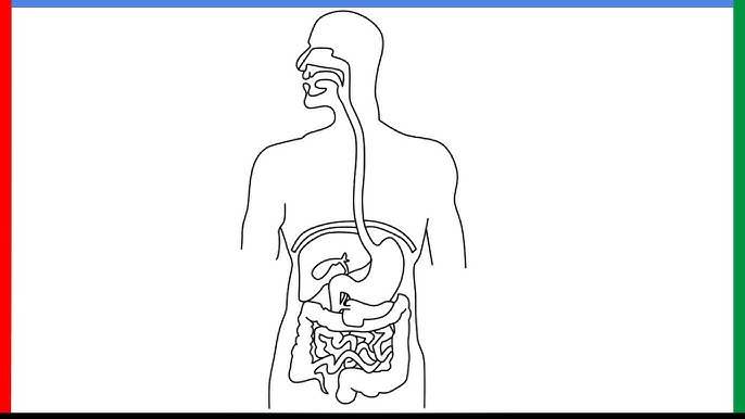 How to draw human excretory system or urinary system diagram step by step for beginners