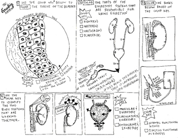 Excretory coloring sheet body systems tpt